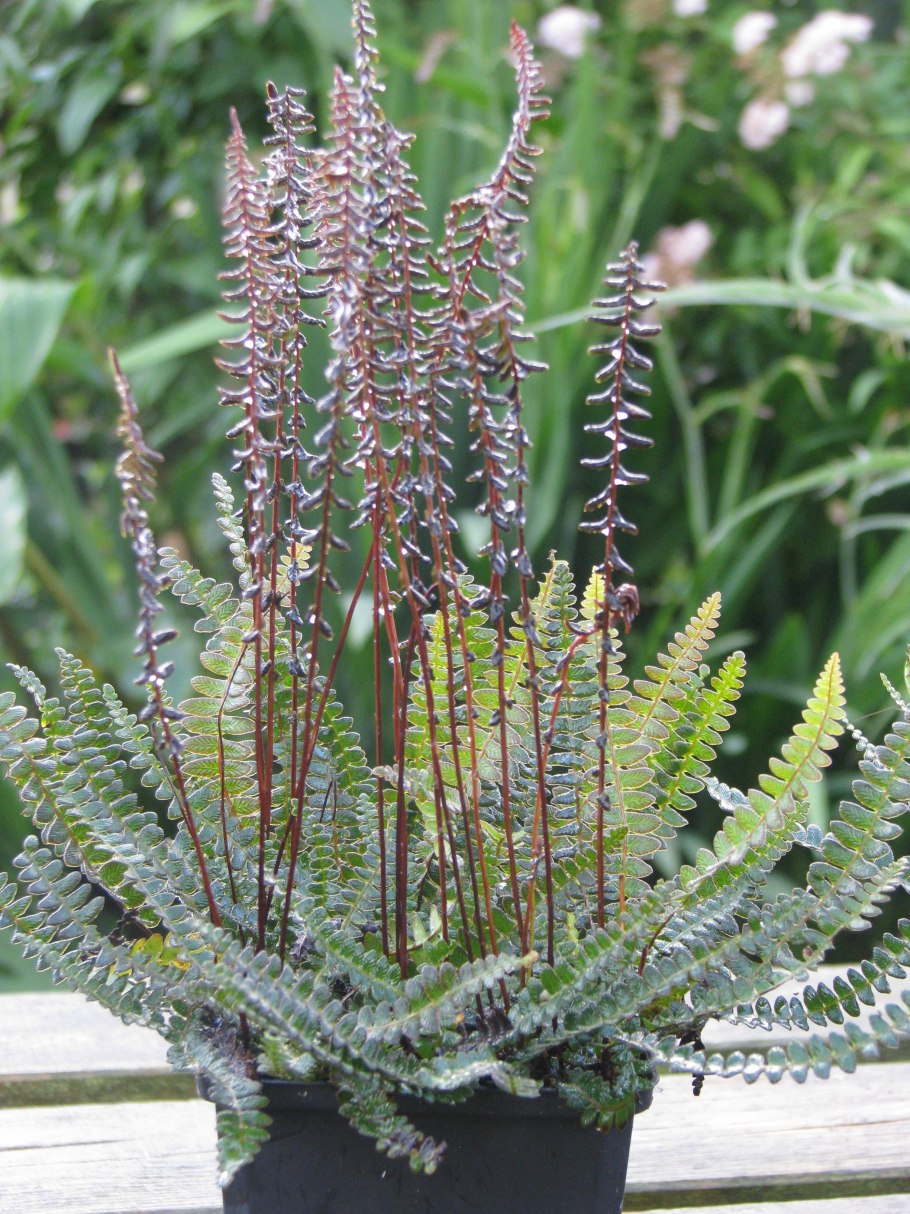 Блехнум Сильвер леди