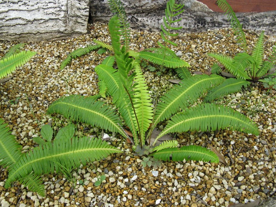 Папоротник Дербянка колосистая