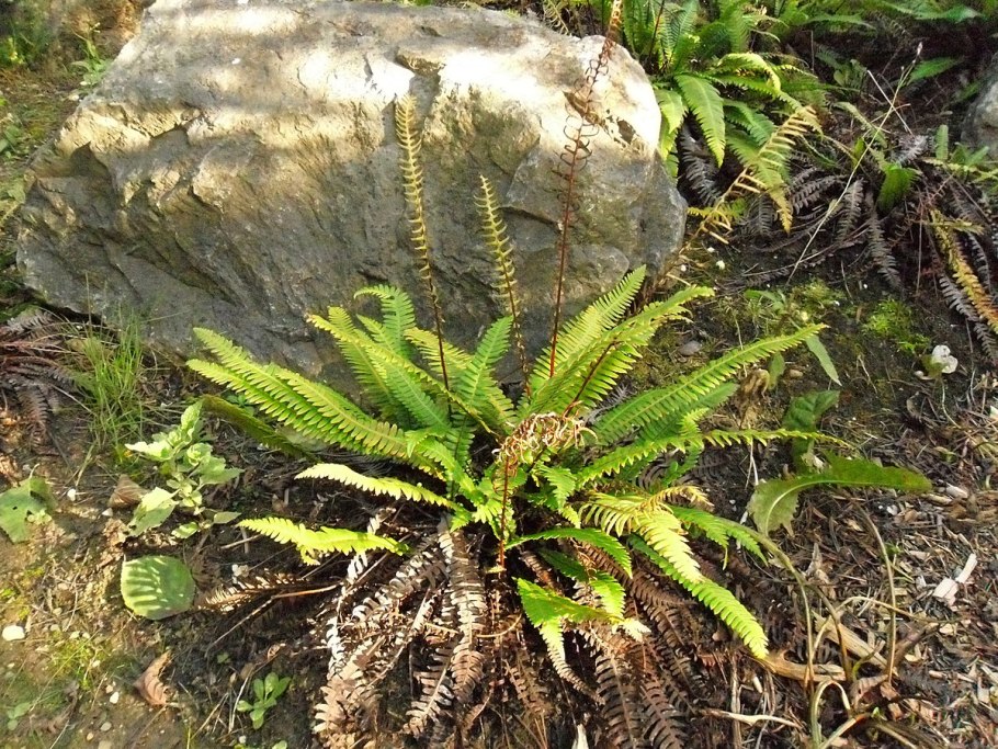 Папоротник Blechnum spicant