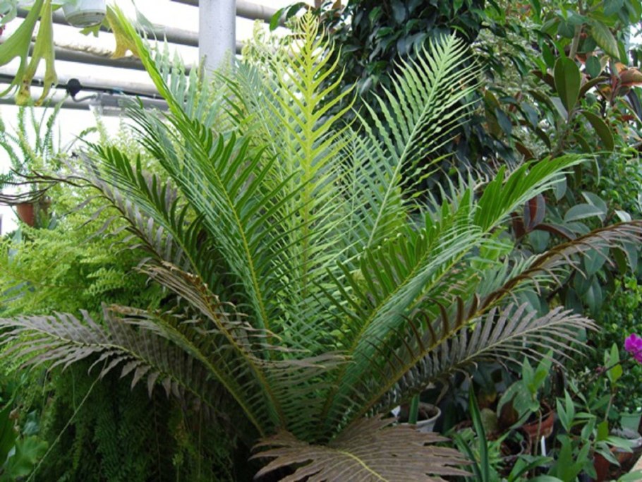 Дербянка колосковая