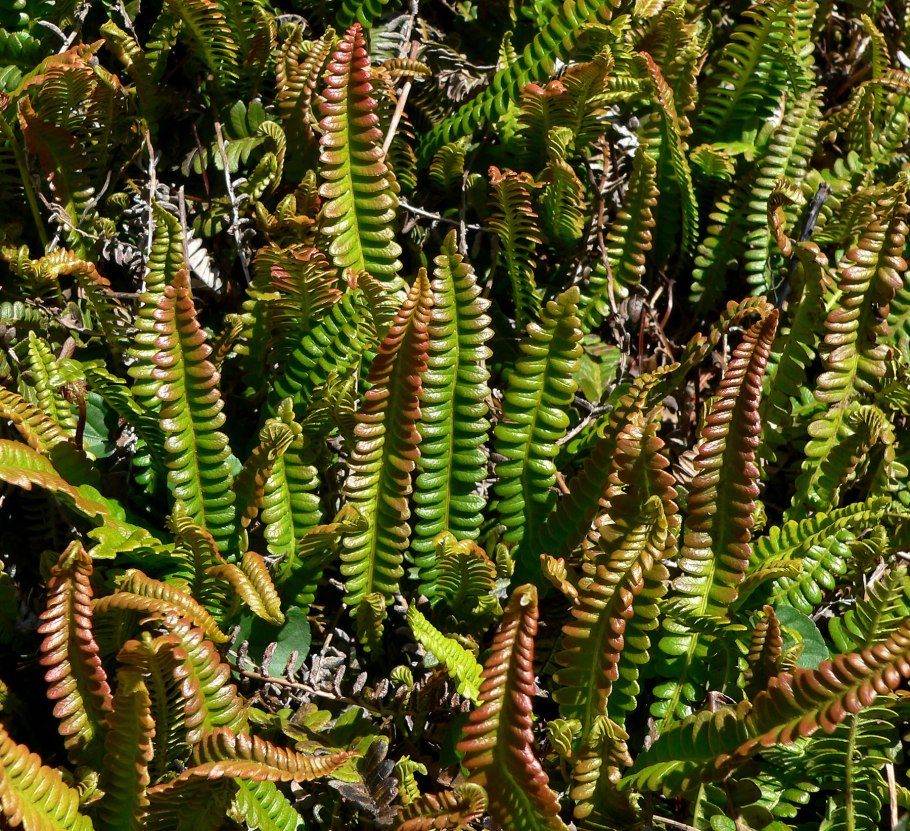 Блехнум blechnum penna marina