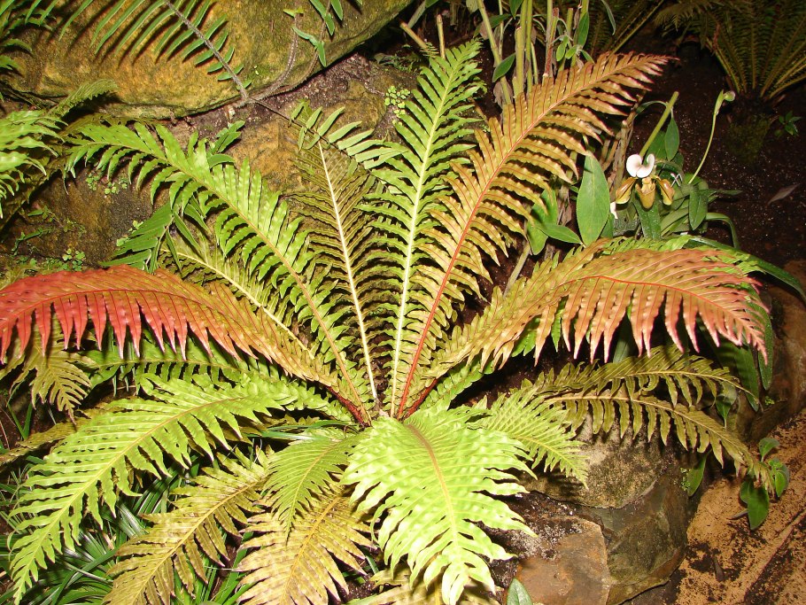 Blechnum nipponicum