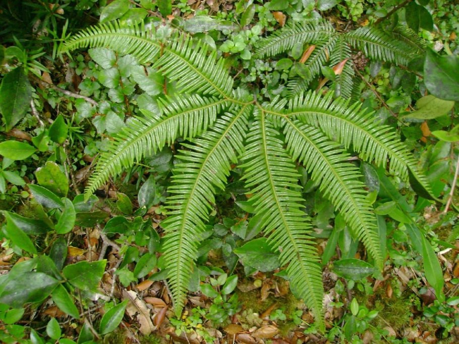 Блехнум Blechnum Penna-Marina