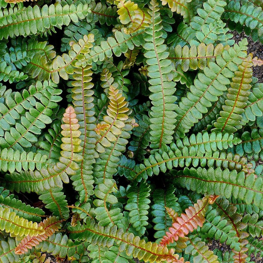 Blechnum Penna-Marina SSP. Alpina