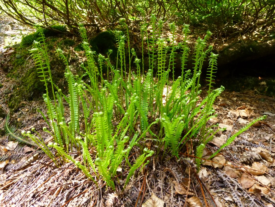 Блехнум Гиббум