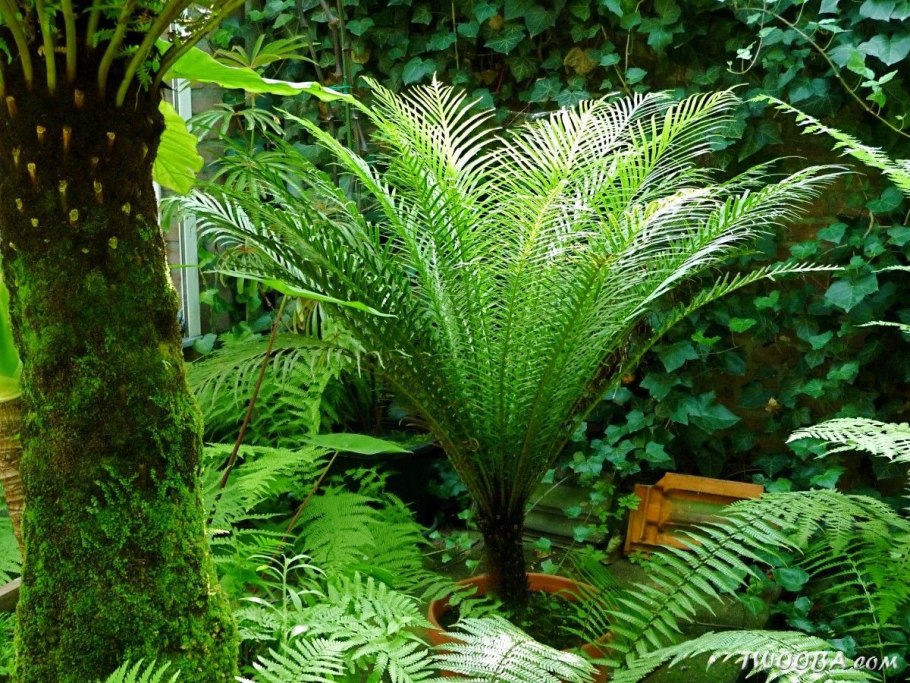Blechnum Volcano