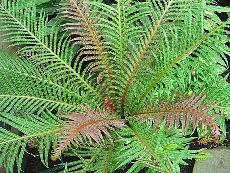 Папоротник блехнум