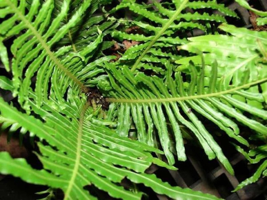 Блехнум папоротник