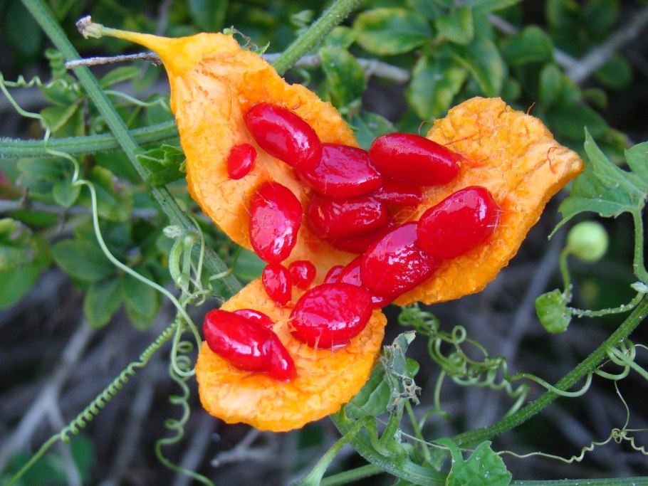 Крымский гранат момордика