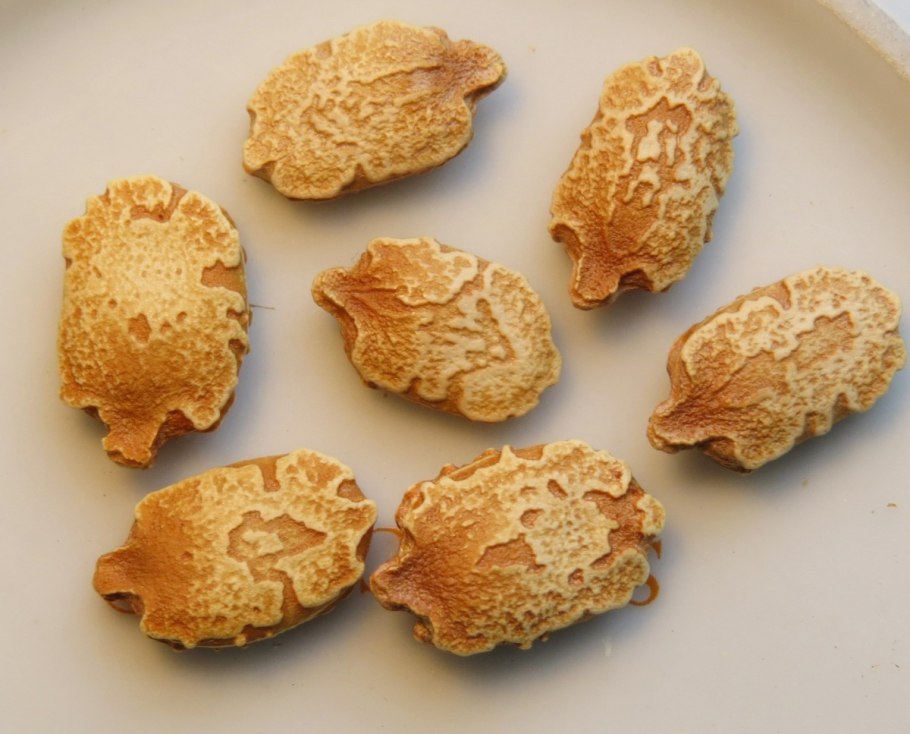 Момордика косточка