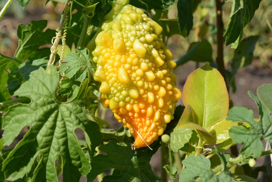 Момордика съедобная