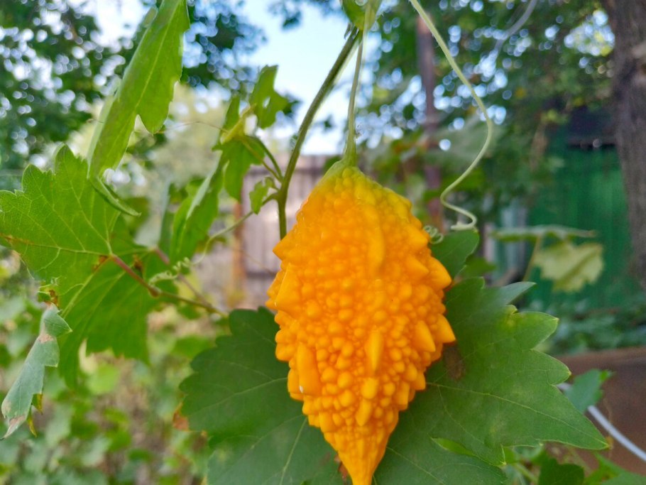 Момордика Гоша