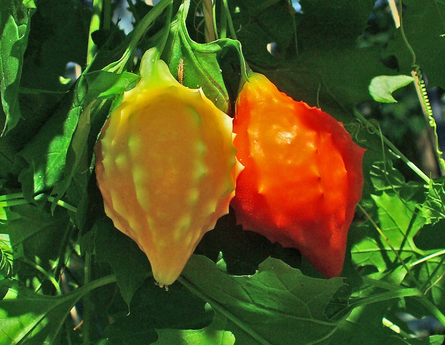 Момордика харанция