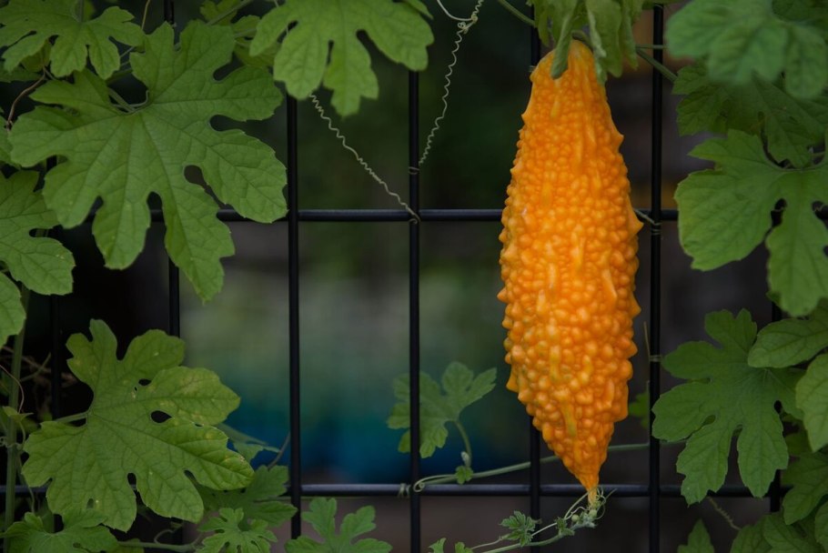 Момордика кохинхинская