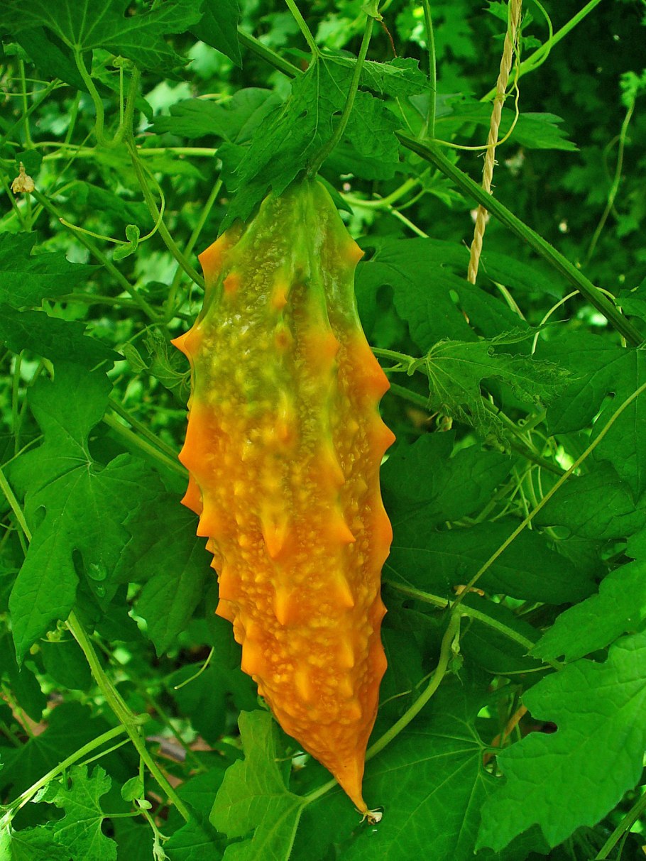 Момордика кохинхинская
