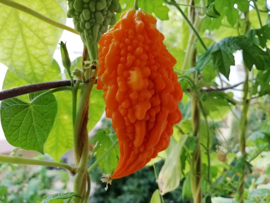 Крымский гранат момордика