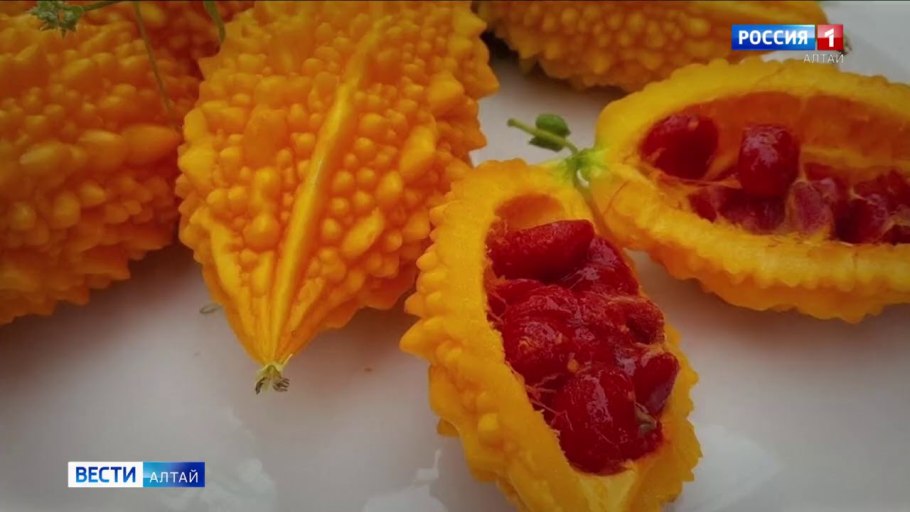 Момордика харанция