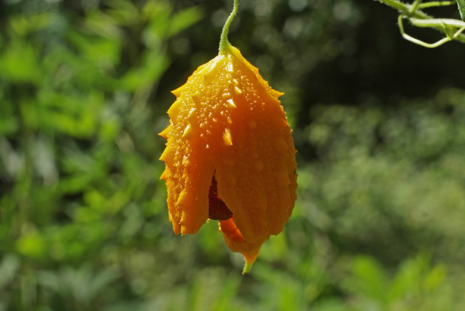 Индийский гранат момордика