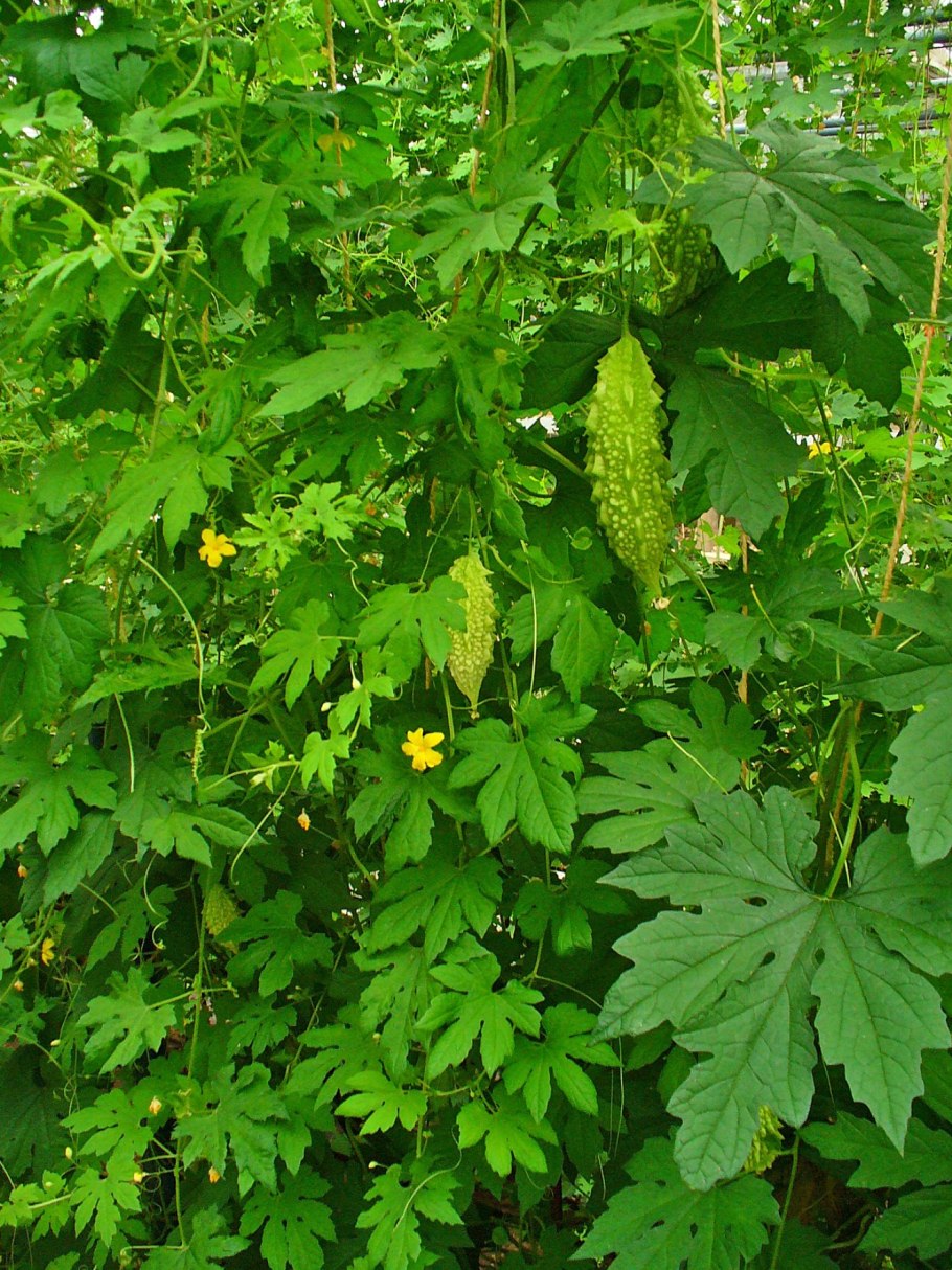 Момордика харанция (горькая дыня)