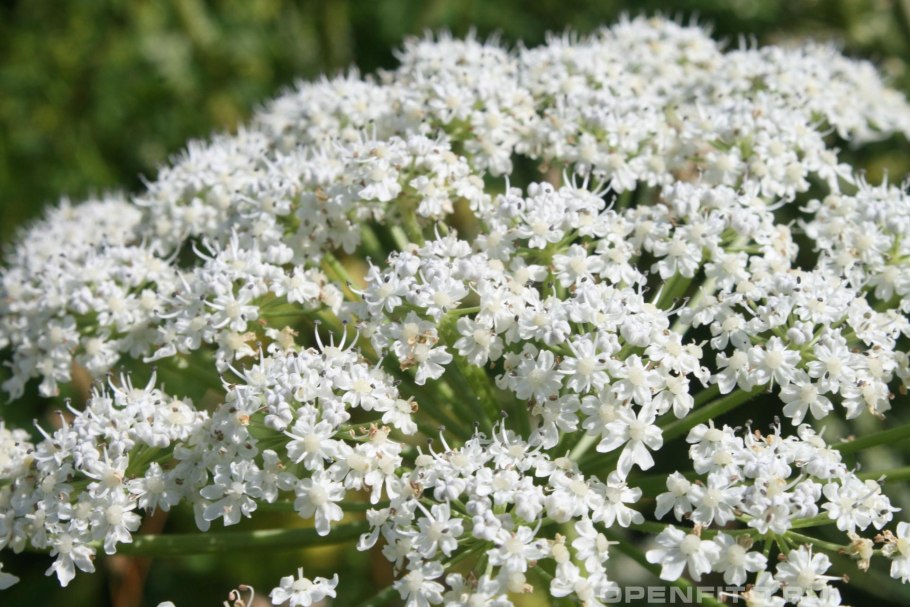 Борщевик соцветие