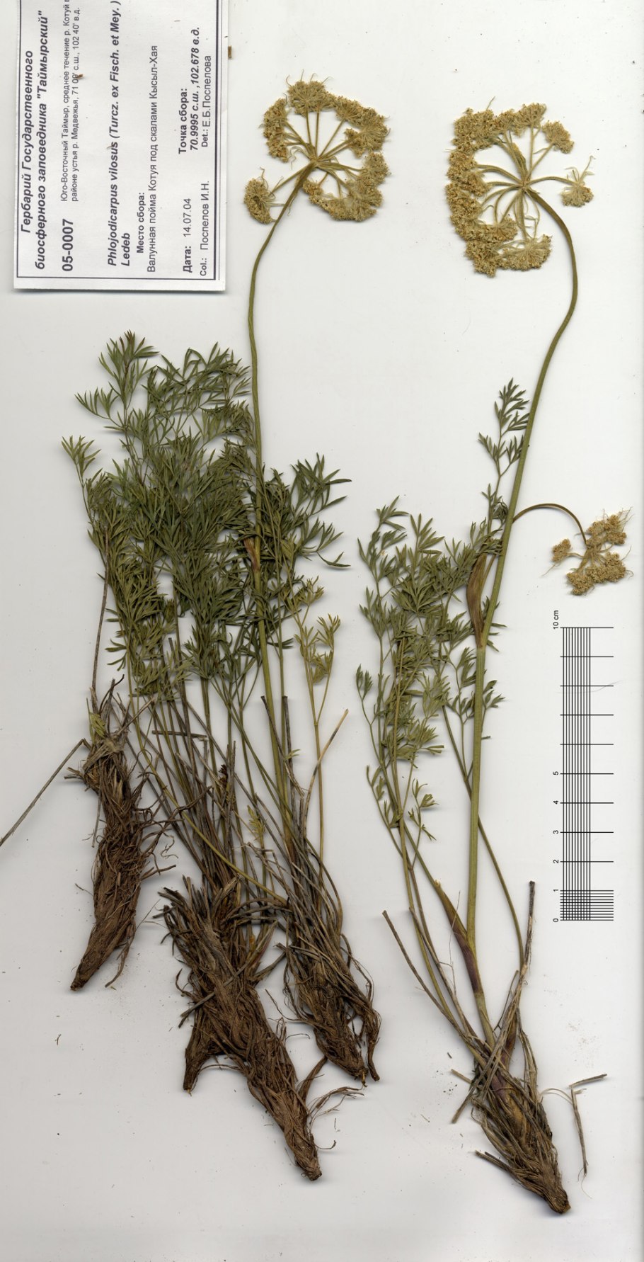 Вздутоплодник Сибирский Фармакогнозия