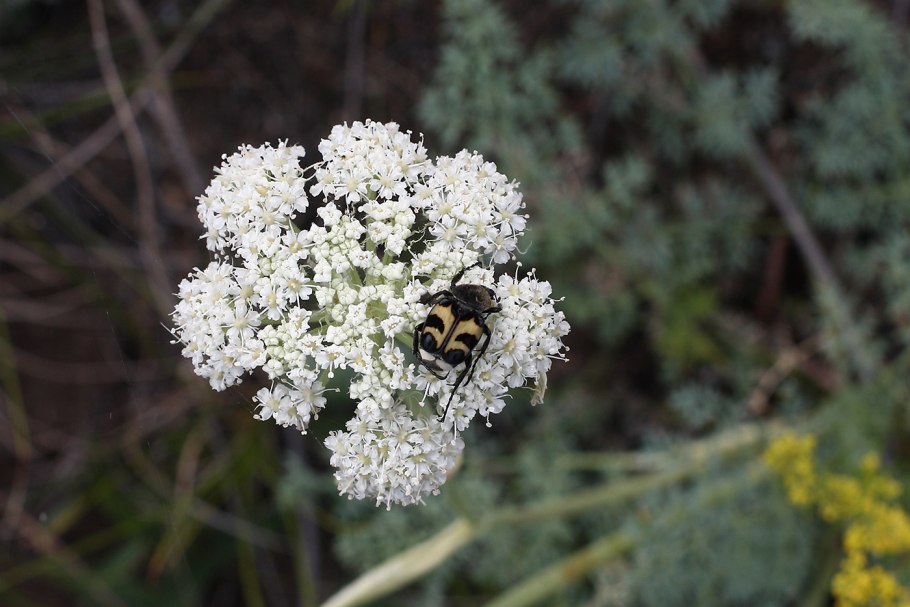 Вздутоплодник Сибирский- Phlojodicarpus sibiricus