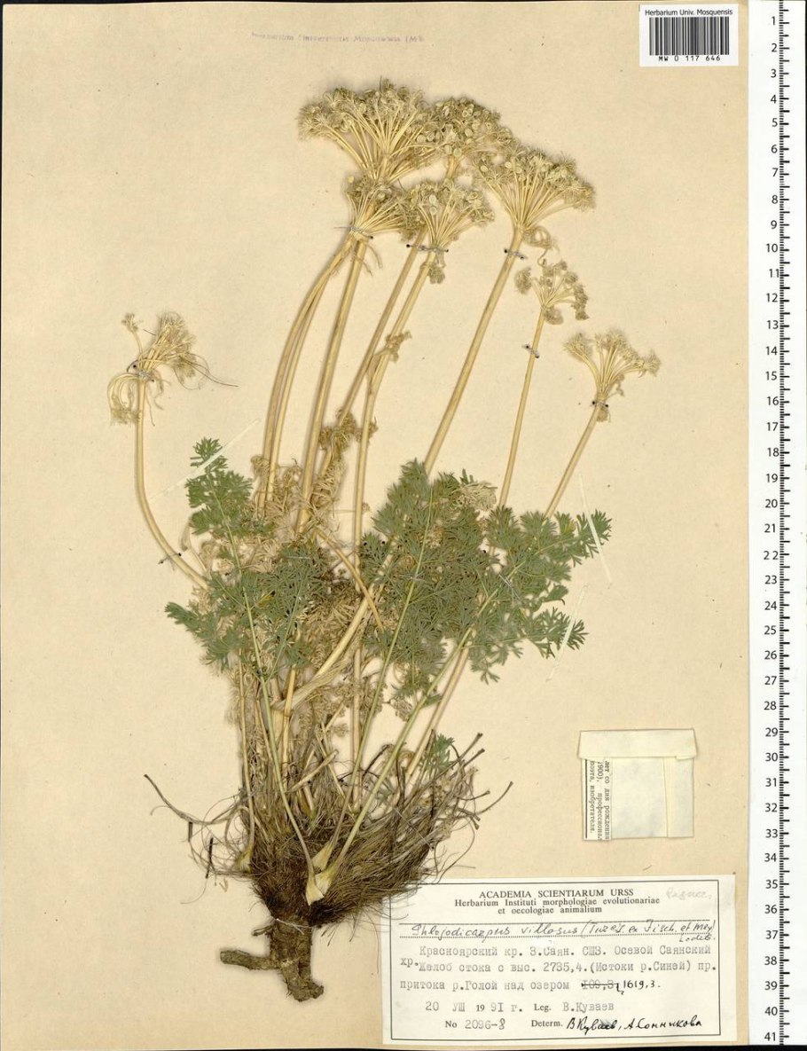 Вздутоплодник Сибирский корень