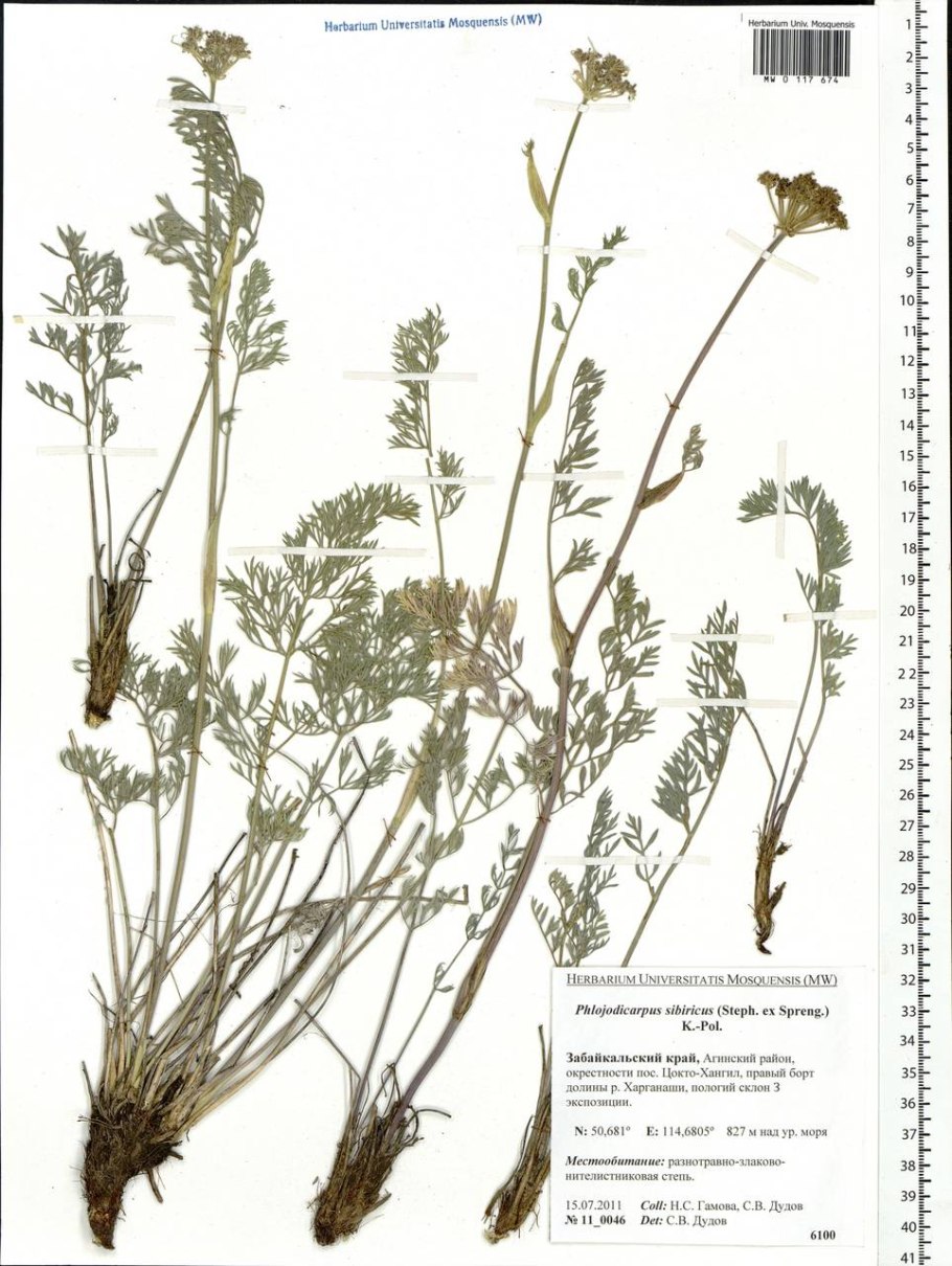 Вздутоплодник Сибирский рисунок