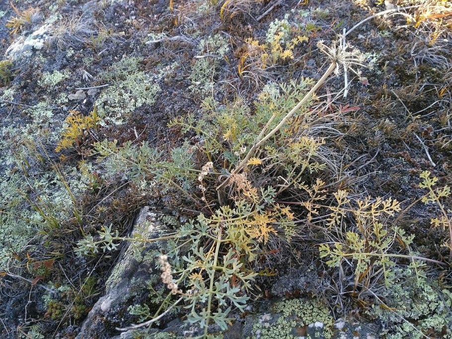 Вздутоплодник Сибирский Волчья трава