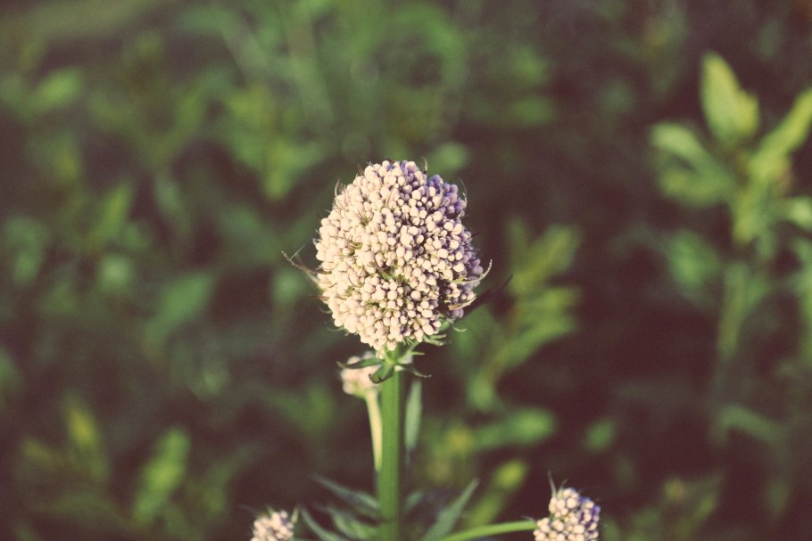 Вздутоплодник Сибирский Phlojodicárpus sibíricus