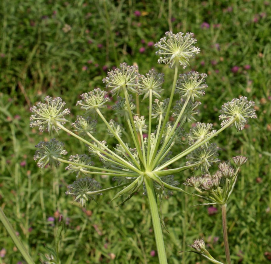 Вздутоплодник Сибирский гербарий
