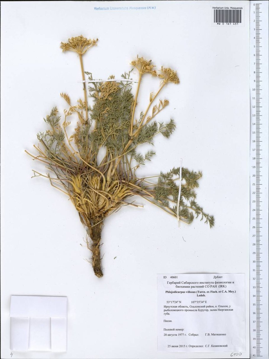 Анис обыкновенный бедренец