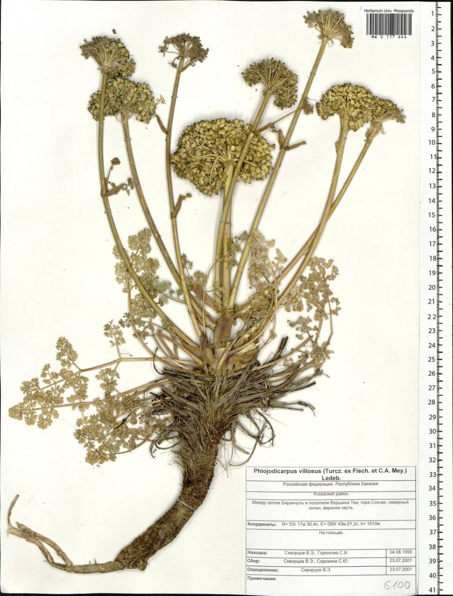 Вздутоплодник Сибирский Фармакогнозия