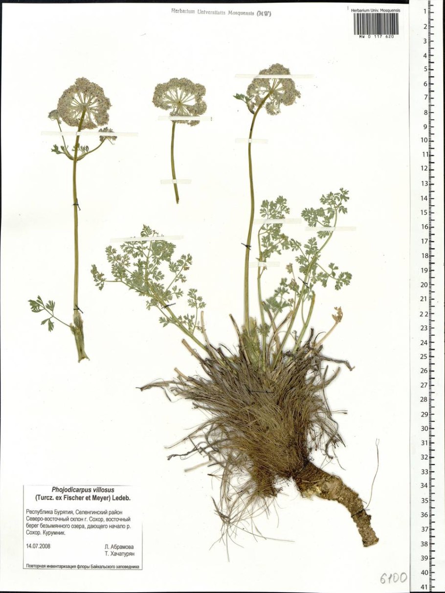 Корневища и корни вздутоплодника сибирского гф