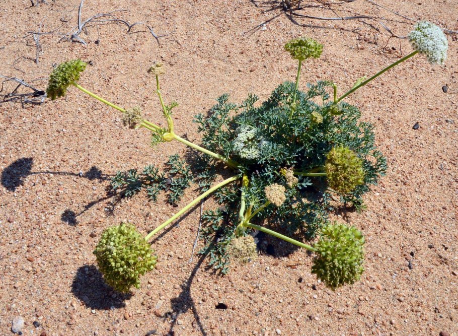 Вздутоплодник Сибирский Фармакогнозия
