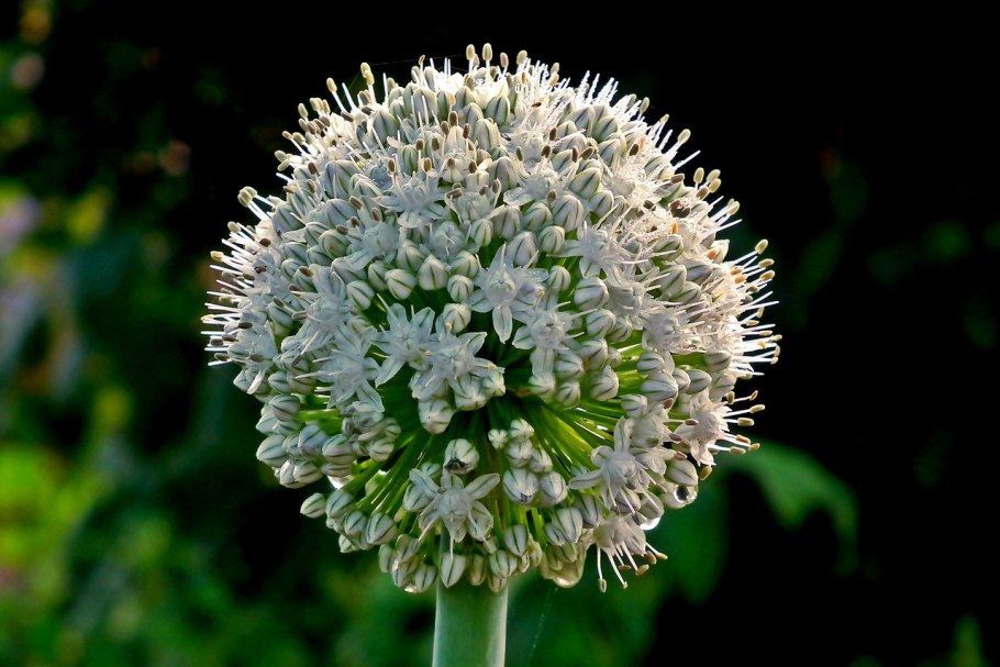 Вздутоплодник многожилковая фото