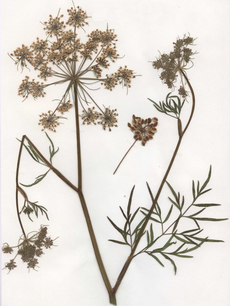 Корневища и корни вздутоплодника Сибирского