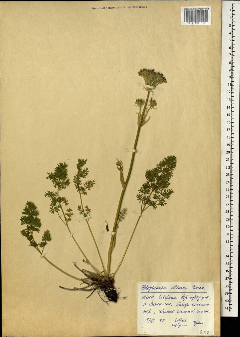 Вздутоплодник Сибирский гербарий