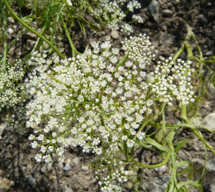 Вздутоплодник Сибирский гербарий