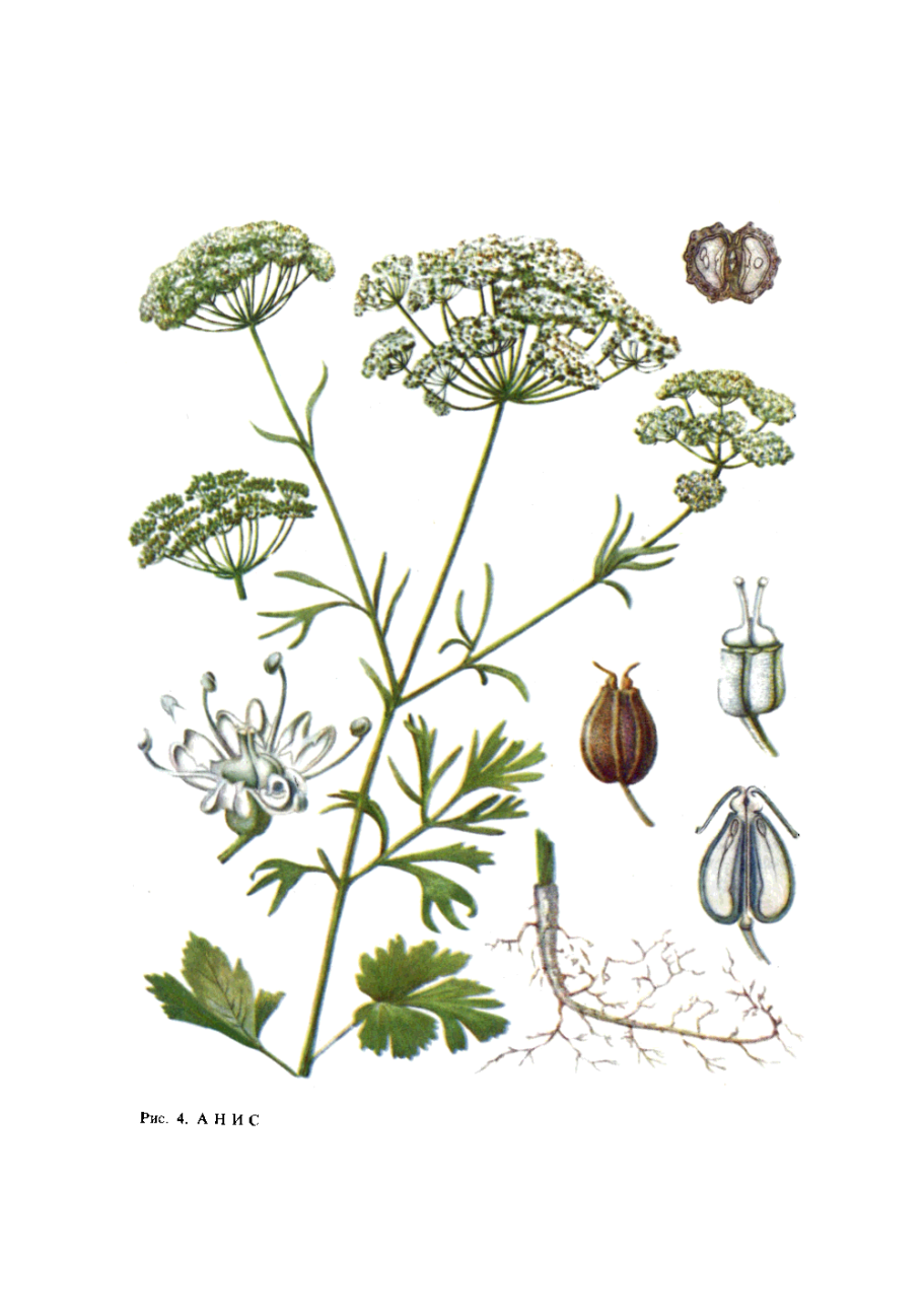 Вздутоплодник Сибирский Фармакогнозия