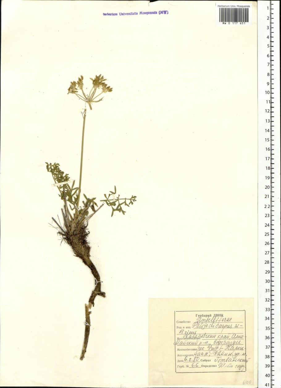 Вздутоплодник сибирский гербарий