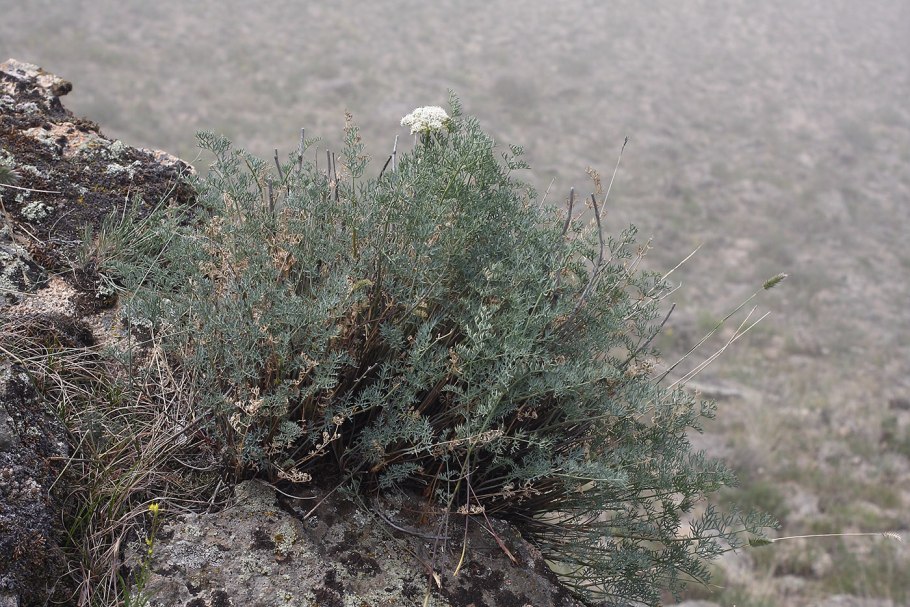 Phlojodicarpus sibiricus