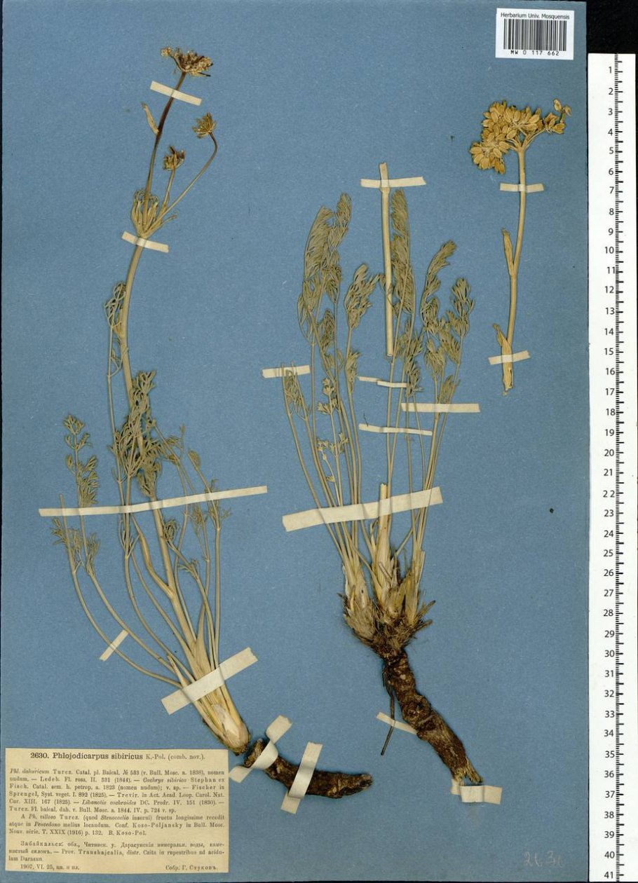 Вздутоплодник Сибирский Алтай