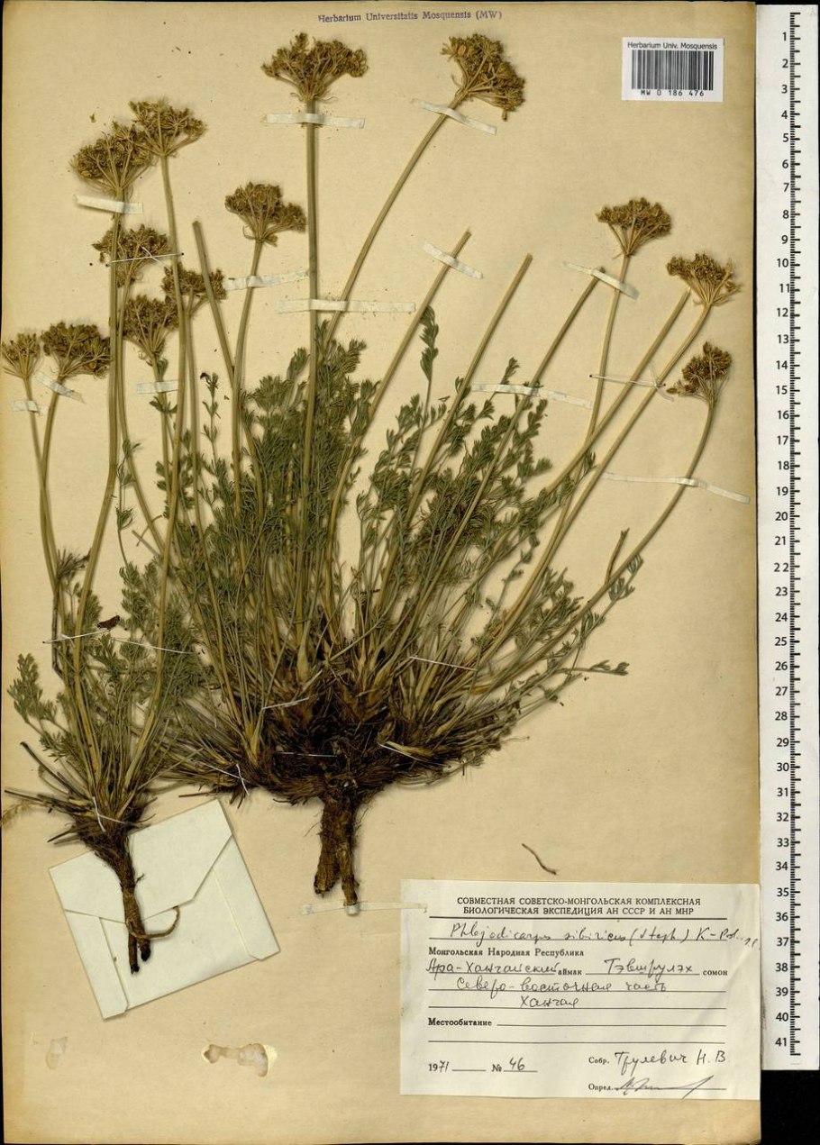 Гладыш Прусский (Laserpitium prutenicum l.)