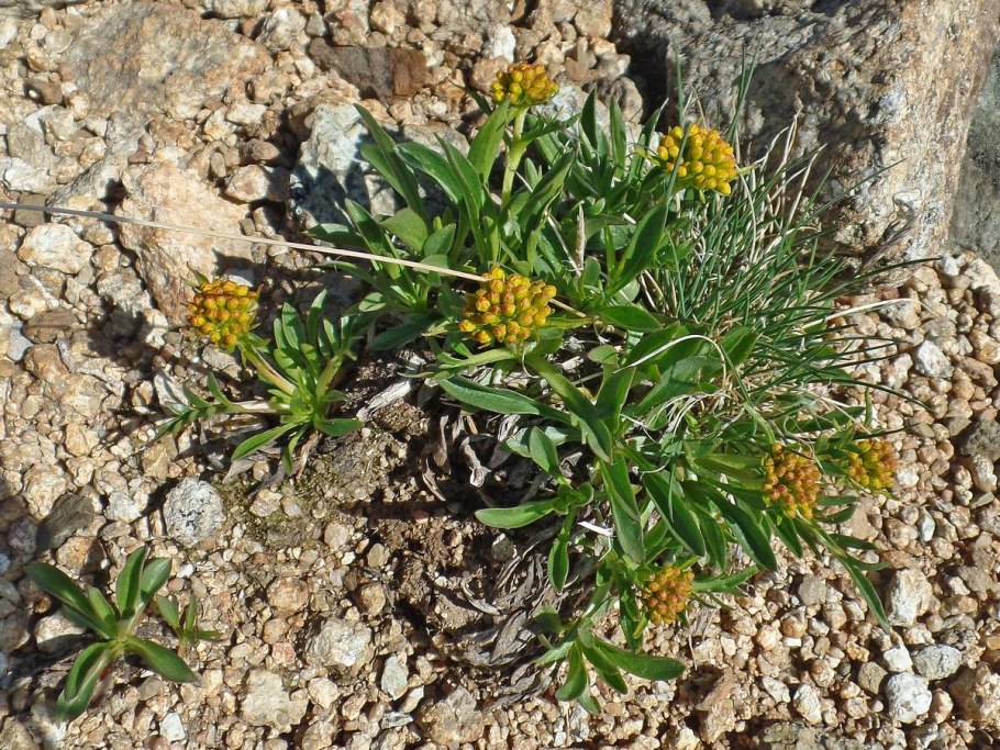 Патриния сибирская