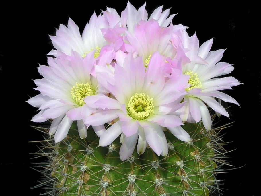 Acanthocalycium violaceum