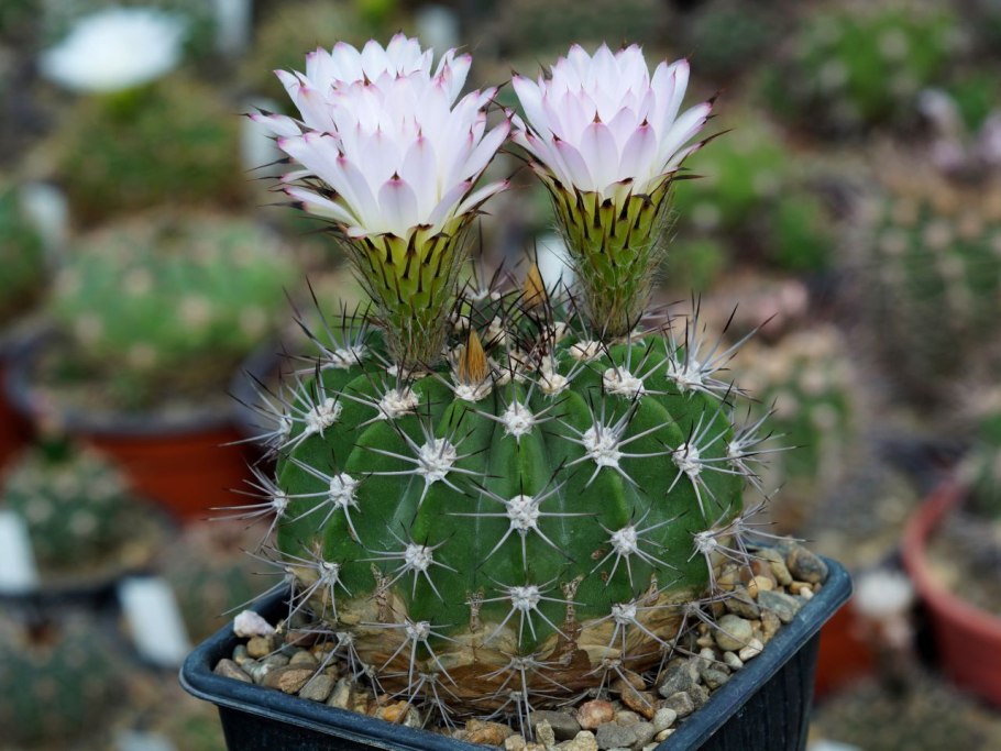 Кактус Acanthocalycium
