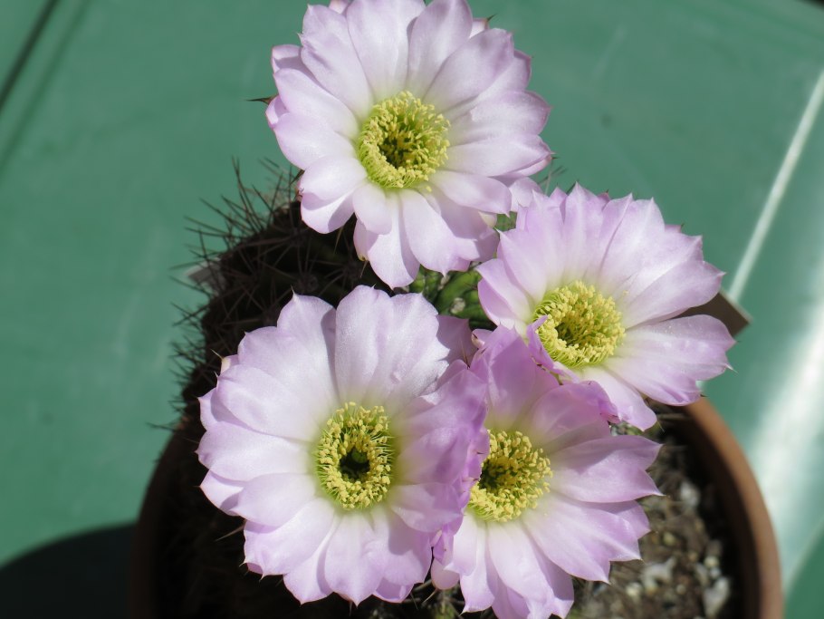 Лобивия thionantha