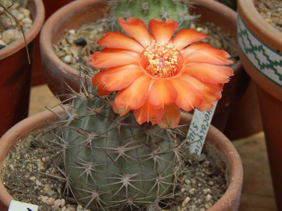 Acanthocalycium spiniflorum VG 1087