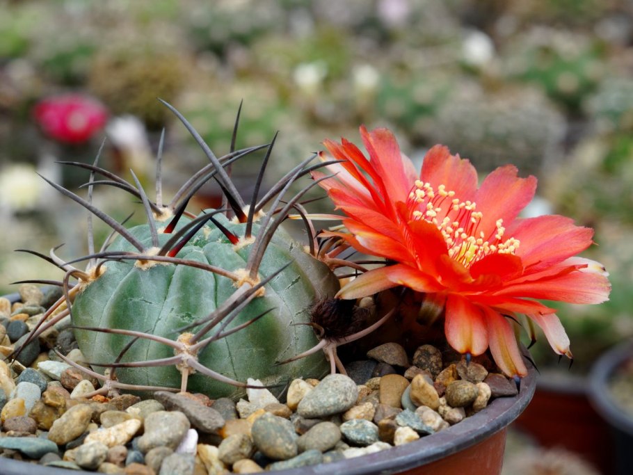 Acanthocalycium peitscherianum